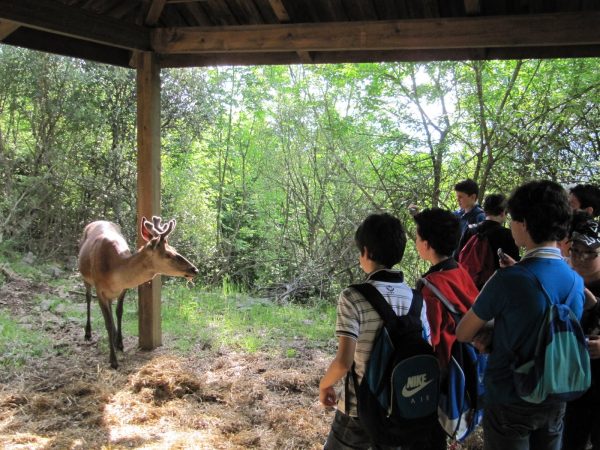 Gita a Viggianello, con l'attività dell'Acqua-Trekking e la visita all'area faunistica del cervo - immagine 3