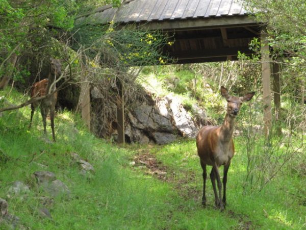 Gita a Viggianello, con l'attività dell'Acqua-Trekking e la visita all'area faunistica del cervo - immagine 4